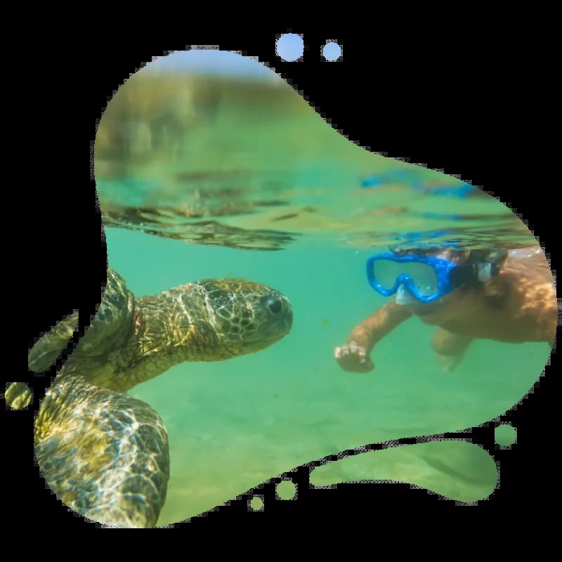 Snorkeler and sea turtle shown in Scuba Dogs promotional artwork